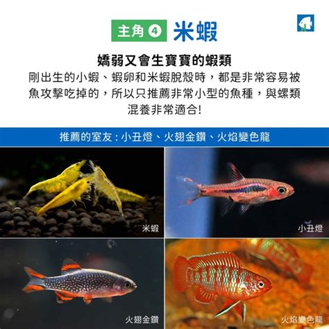 可以跟燈魚混養的魚